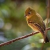 Tyranovec olivovozlutavy - Empidonax flavescens - Yellowish Flycatcher o2235